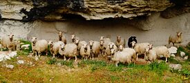 Sheep herd seeking shade under rock formation in Sardinia, Italy.