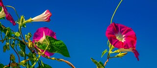 Eine Purpur-Prunkwinde Blüte vor einem tiefblauen Hintergrund