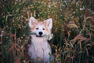 „Mein Glücksbringer“ von Enlil S. aus Estland