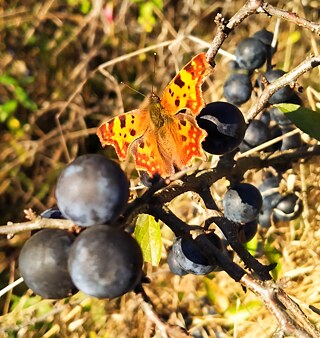 „Schmetterling“ von Urszula K. aus Polen