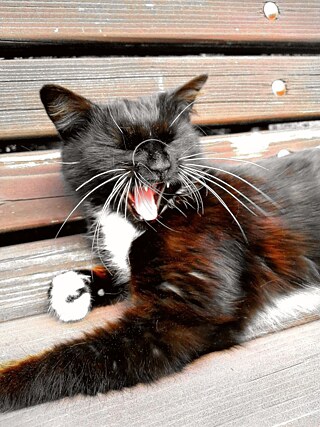 „Süßes Katzenfoto“ von Julia S. aus Polen