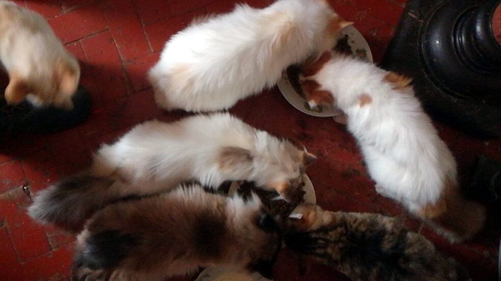 Spätestens alle zwei Tage müssen die Katzen in der Wohnung gefüttert werden. Der Weg vom Keller um wenige Hausecken ist gefährlich.