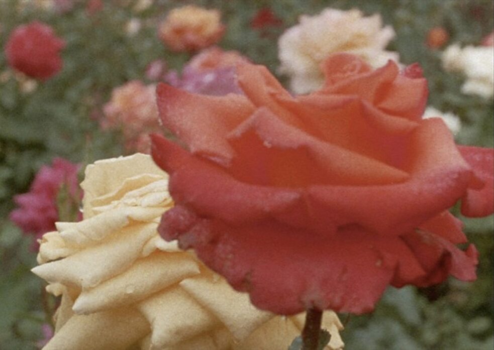 Filmstill aus „Glimpses from a Visit to Orkney in Summer 1995“