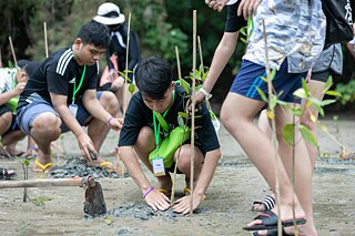 Adolescents plant mangrove trees 