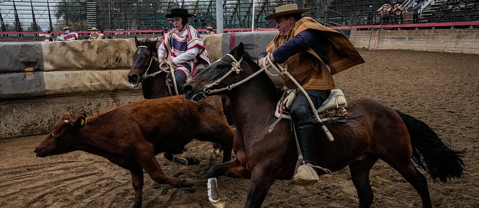 Zwei Reiter jagen eine Kuh und kesseln diese von zwei Seiten ein.