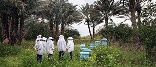People in beekeeping protective clothing stand at a forest clearing with beehives
