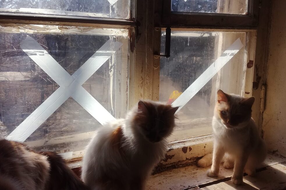 Ruslan Niyazov lebt in Charkiw mit sieben Katzen. Hier sitzen einige von ihnen an den Fenstern. Die Fenster werden mit Kreuzen aus Klebestreifen gesichert, damit sie nicht durch Druckwellen von Einschlägen splittern.