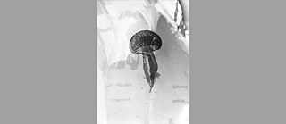 Jochen Lempert: Natural Sources