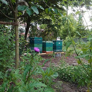Bienenstöcke im Garten