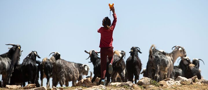 A boy runs after a herd of goats.