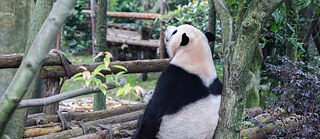 Panda in Chengdu