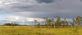 Klimawandel – Snowchange und das Landschafts-Rewilding-Programm haben sich zusammengetan, um Kivisuo, einen Hotspot der Artenvielfalt in Finnland, zu sichern.