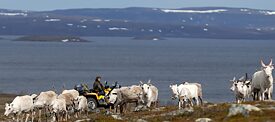 Стадо северных оленей в области Финнмарк на севере Норвегии. Финнмарк – крупнейшая по территории и самая малонаселенная провинция Норвегии. Большая часть саамов живет здесь. 