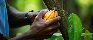 Die Hand eines Bauern, der eine Kakaoschote erntet.