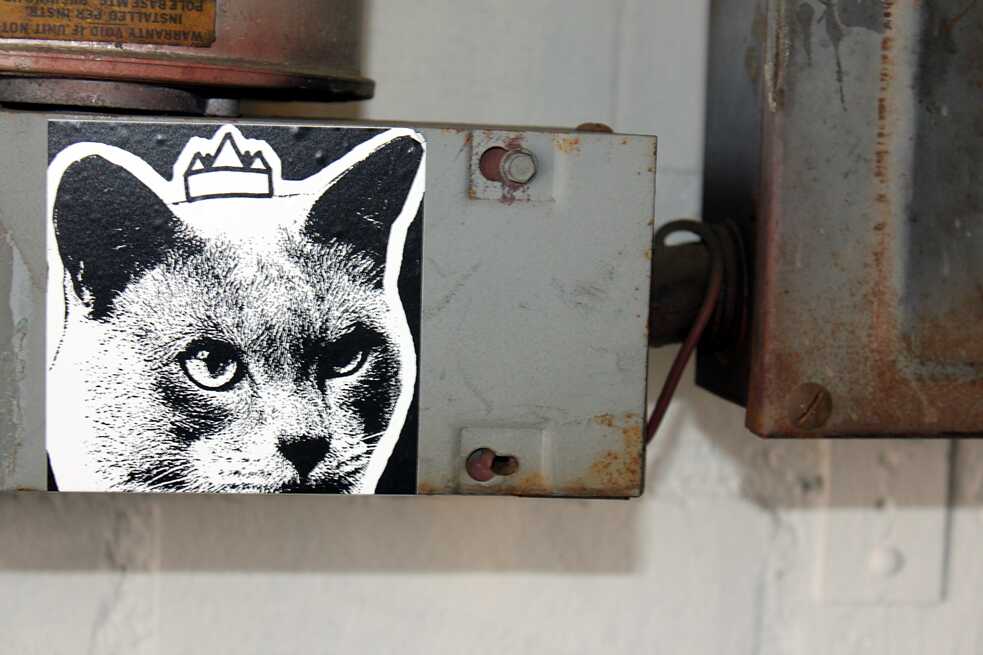 "Cat" de Cat Cult 5