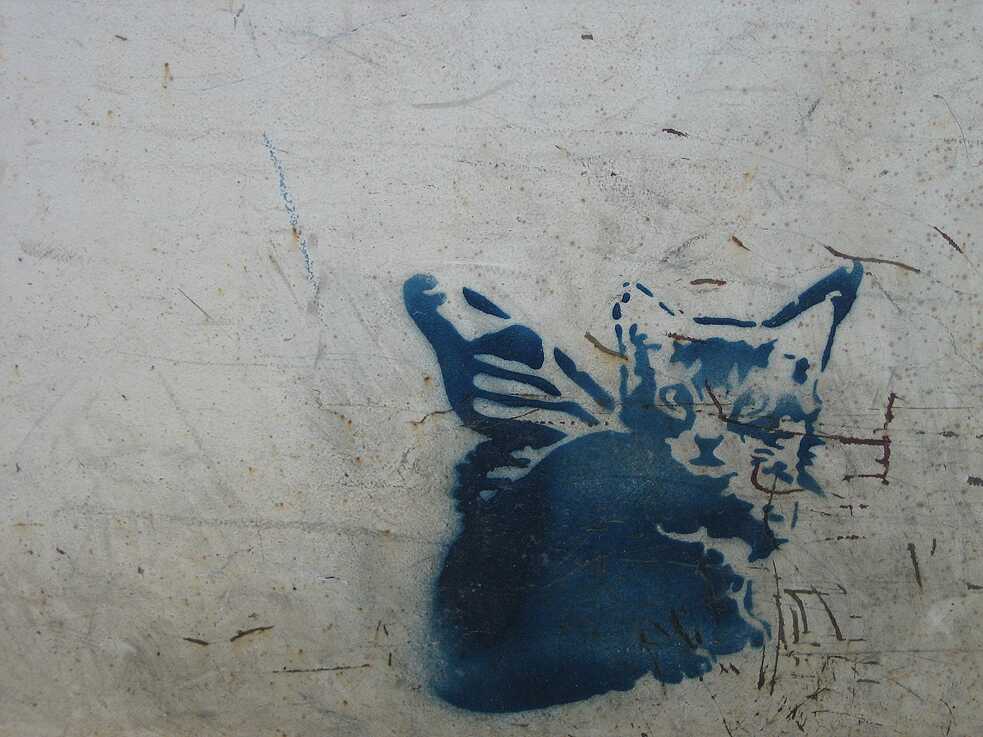 Katzenbaby, unbekannte*r Künstler*in
