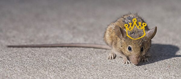 A brown rat sporting a golden crown (wide)