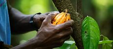 Cacao-Bio de Côte d'Ivoire