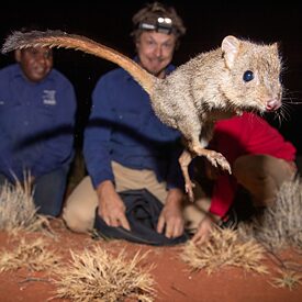 Ein Bürstenschwanz-Bettong (Kleingkänguruh), im Hintergrund zwei Personen