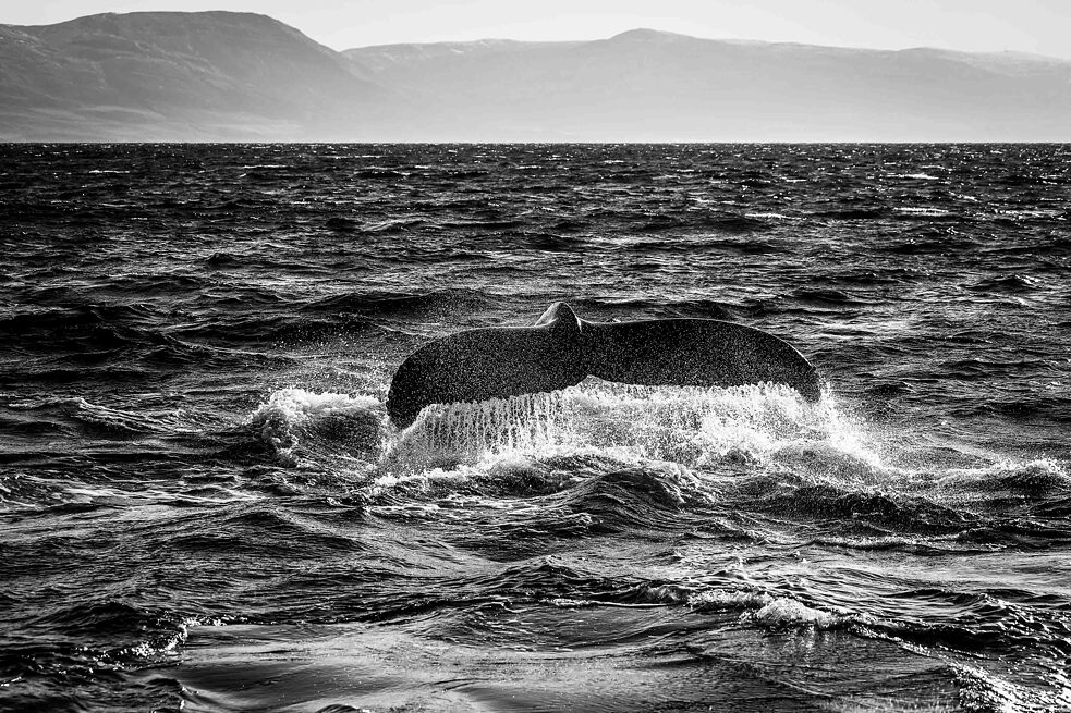 Tail of a whale in the water