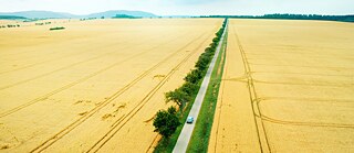Eine Landschaft mit gelb gefärbten Feldern, die von einer Landstraße durchquert werden, an deren Rändern sich einige Bäume und Gras befinden. Ein hellblaues Auto fährt auf der Straße.