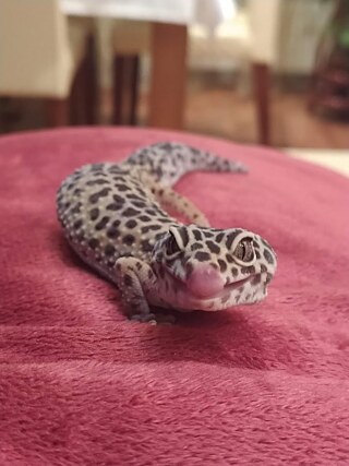 "Na ja, andere Schulen sind zu, aber unsere Schule ist stark’’ und ist geöffnet. So haben wir normalen Unterricht. Nur am Wochenende habe ich Freizeit, wenn ich über Leopardengekkos viel lerne, weil meine Familie seit langer Zeit Gekkos hat. Ich war 8, als ich meine erstes Gecko bekommen hatte. Er ist Kicsi (oder Tony, er hat viele Namen.) Unter der Quarantäne hatte ich mehrere Zeit für meine Tiere. Also treffe ich meine Freunde."