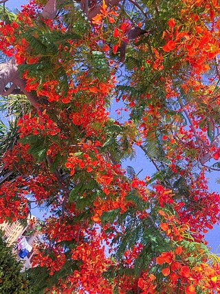 Ich liebe den Frühling. Es ist die beste Jahreszeit. Ich bin mit dem Frühlingswetter zufrieden. Da wandere ich gern. Wenn der Frühling grüßt,dann hüpft das Herz vor Freude. 