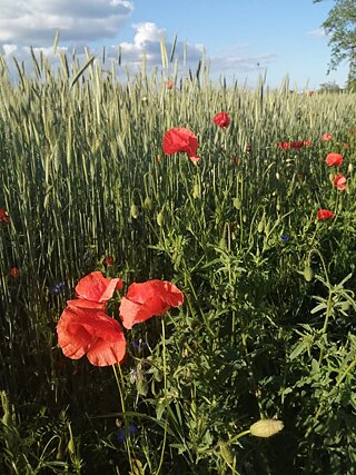 Der Frühling ist für mich eine schöne, sonnige und warme Zeit. Während dieser Zeit blühen die Blüten und die Blätter wachsen wieder. Im Frühling fahre ich gerne Fahrrad und gehe spazieren.