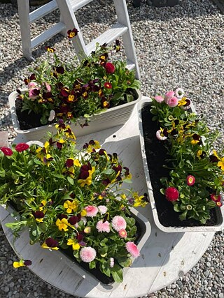 Ich mag den Frühling, weil die Tage länger sind und die Sonne intensiver scheint. Ich fahre gern im Frühling Rad und verbringe mit meinen Freunden draußen Zeit.