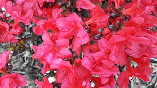 Glück aus deutscher Sicht