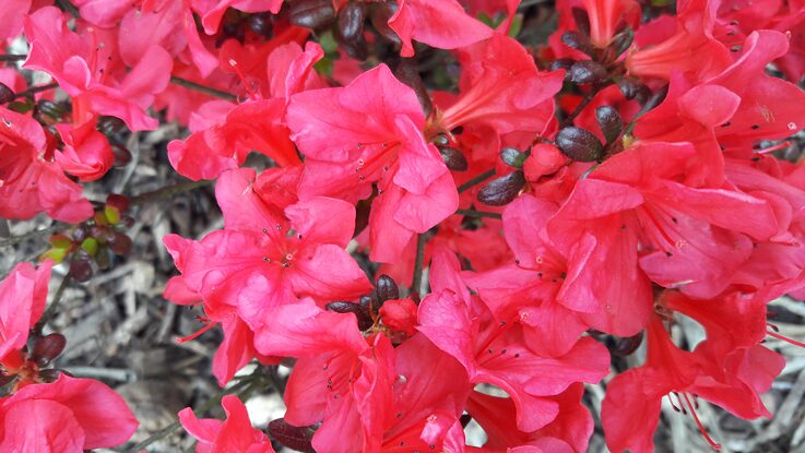 Glück aus deutscher Sicht