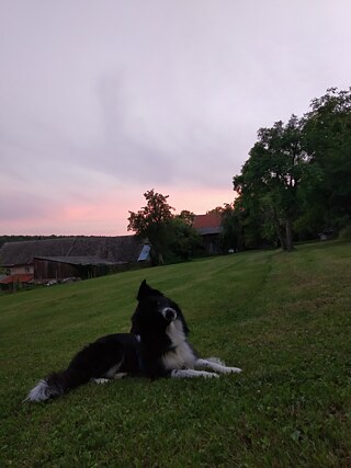 Ich kann nicht ohne meinen Hund Matty leben. Er ist mein alles. Er liebt mich und ich liebe ihn.