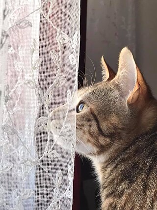 Hallo !  Das ist meine Katze. Ohne meine Katze will ich nicht leben.  Sie heißt Rosé, ich habe sie im November 2019 adoptiert. Sie macht mich so glücklich und ich liebe sie so sehr.