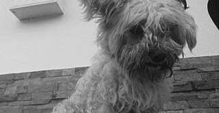 Das ist mein Hund. Er heißt Misiek. Ich habe er im Dezember 2017. Misiek ist sehr geliebt. Ich kann nicht ohne ihn leben.