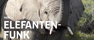 Herr H.: Elefantenfunk