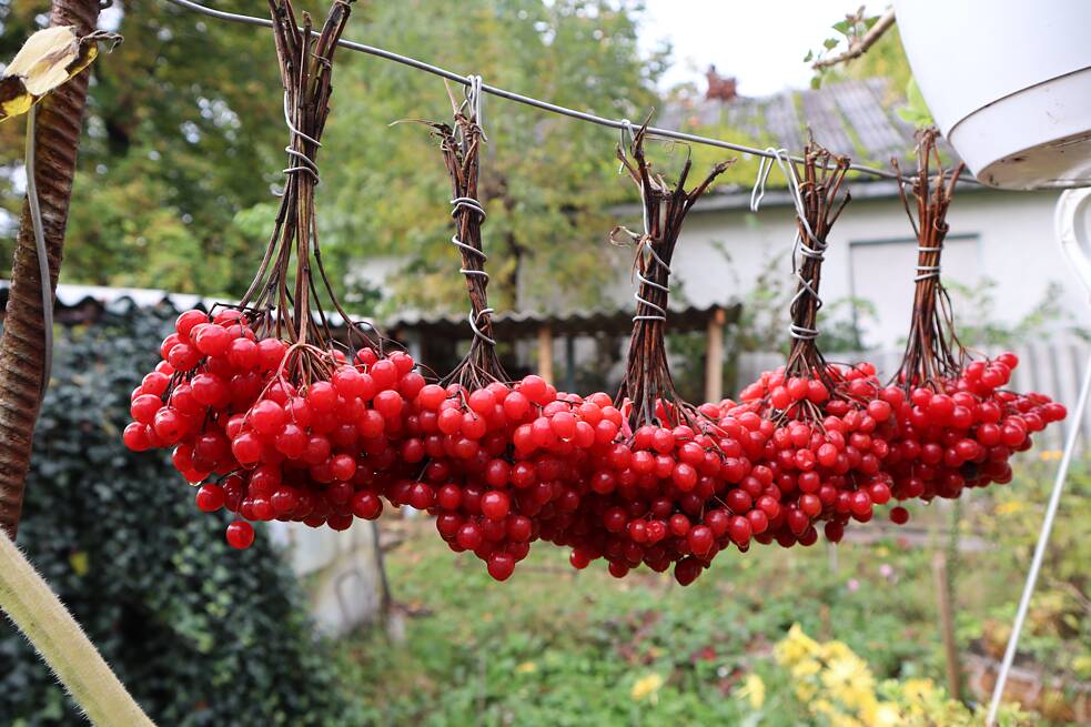 Am Haus der Tschornobyl-Einwohnerin Nadija Wassylowna steht ein Schneeballbaum. Diese Früchte wurden 20 Kilometer vom Kernkraftwerk Tschornobyl entfernt geerntet.
