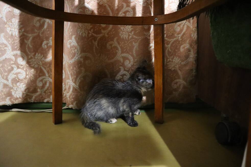 Ein Kätzchen, das bei Tetiana in Tschornobyl lebt