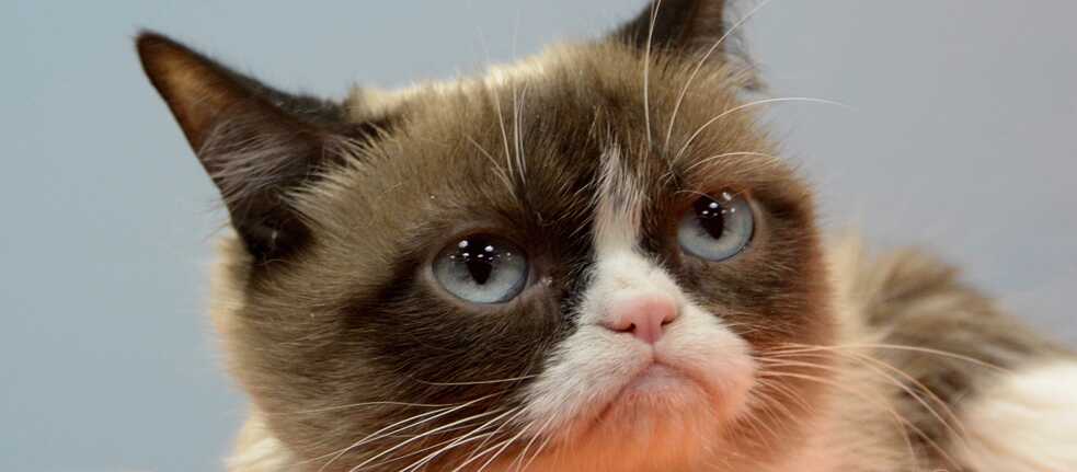 Grumpy Cat