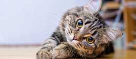 Cats