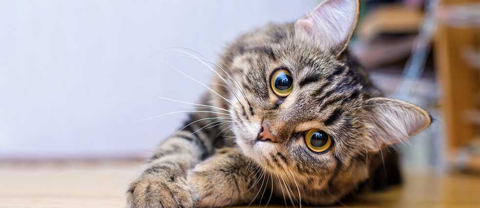 Chats