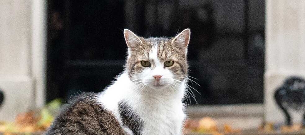 Socks, le chat des Clinton