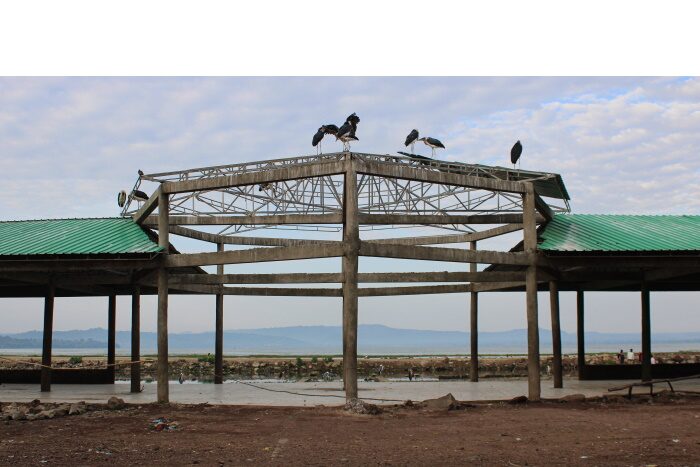 Children of the Great Rift