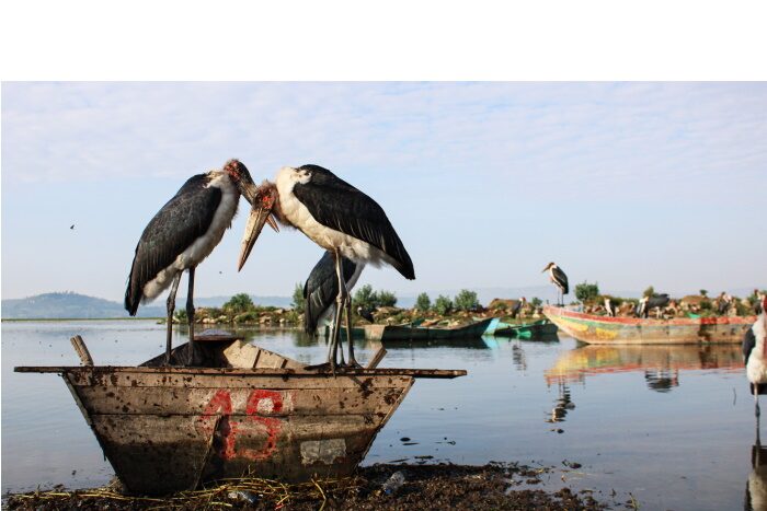 Children of the Great Rift