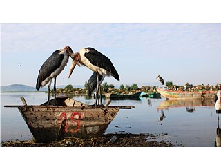 Children of the Great Rift