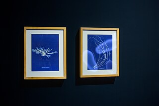 Critical Zones. In Search of a Common Ground