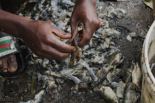 Fishermen at Babogaya