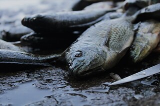 Fishermen at Babogaya