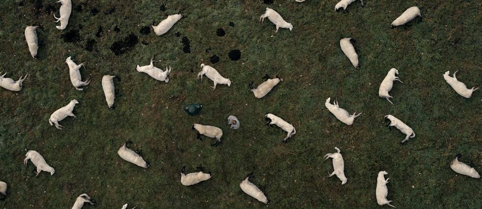 Una vista de pájaro de un rebaño de ovejas muertas