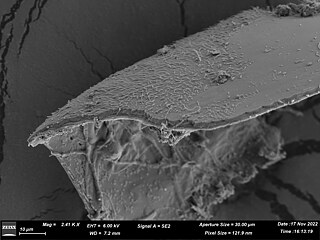 Dust sample © © Line Krom Dust Sample under Elektron Microscopy_Line Krom