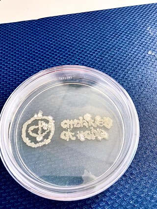 Logo from the bacterial cultures © © Line Krom Logo from the bacterial cultures collected in the archives_Line Krom